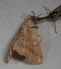 Zanclognatha jacchusalis