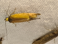 Delexocha ochrocausta