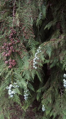 Chamaecyparis lawsoniana