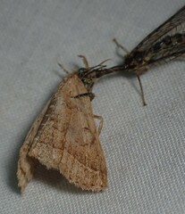 Zanclognatha jacchusalis