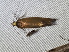 Delexocha ochrocausta