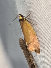 Delexocha ochrocausta