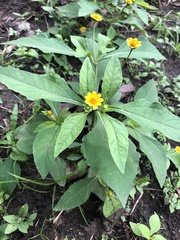 Melampodium divaricatum