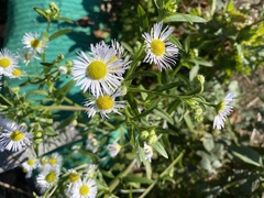 Erigeron annuus