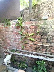 Aristolochia acuminata