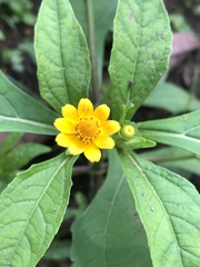 Melampodium divaricatum