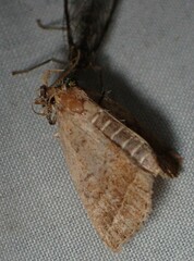 Zanclognatha jacchusalis