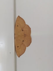 Cyclophora puppillaria