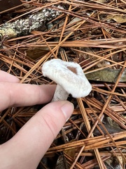 Hypomyces armeniacus