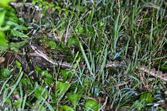 Protobothrops elegans