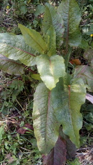 Rumex obtusifolius