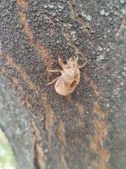 Cicadoidea