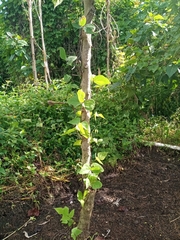 Phaseolus vulgaris