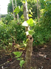 Phaseolus vulgaris