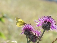 Colias palaeno