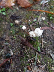 Marasmius rotula