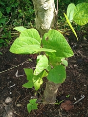 Phaseolus vulgaris