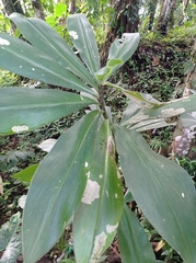 Costaceae