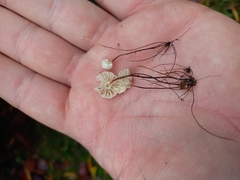 Marasmius rotula