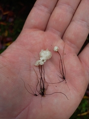 Marasmius rotula