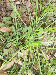 Eleusine indica