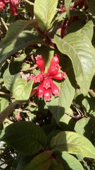 Cestrum fasciculatum