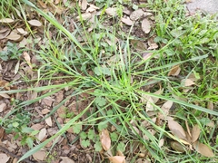 Eleusine indica