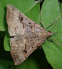 Hypena edictalis