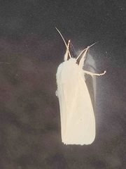 Spilosoma