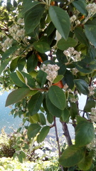 Cotoneaster glaucophyllus