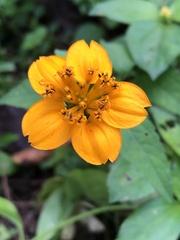 Sclerocarpus divaricatus