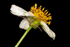 Ebrechtella pseudovatia