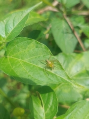 Oxyopes