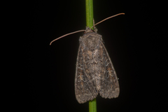 Parastichtis suspecta