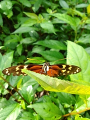 Heliconiinae