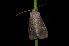 Parastichtis suspecta