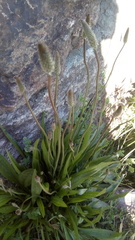 Plantago lanceolata