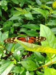 Heliconiinae