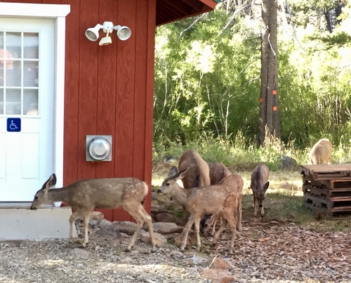 iNaturalist observation photo of Mule Deer