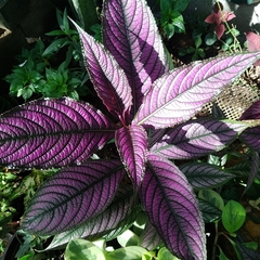 Strobilanthes auriculata