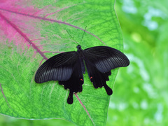 Papilio helenus