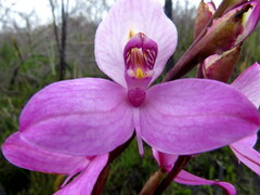 Disa racemosa