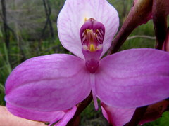 Disa racemosa