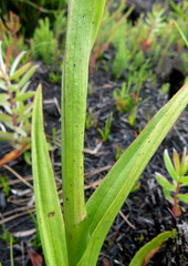 Disa racemosa