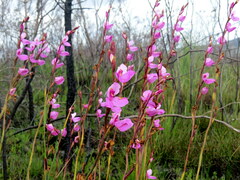 Disa racemosa