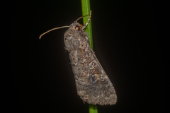 Parastichtis suspecta