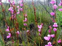 Disa racemosa