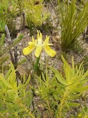 Moraea anomala