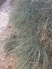 Ephedra fragilis