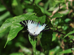 Graphium antiphates